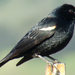 Tricolored Blackbird - Photo (c) Maggie.Smith, some rights reserved (CC BY-NC)