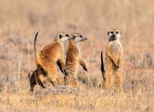 Meerkat
