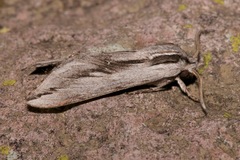 Sphinx dollii