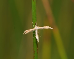 Trichoptilus ceramodes