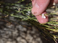 Menodora scabra glabrescens
