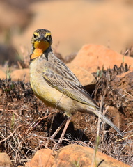 Macronyx capensis colletti