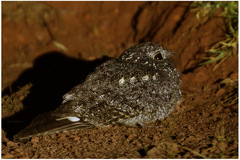 Caprimulgus tristigma