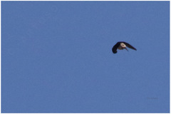 Pseudhirundo griseopyga