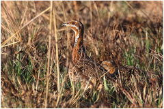 Scleroptila levaillantii
