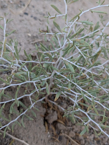 Nitraria sibirica