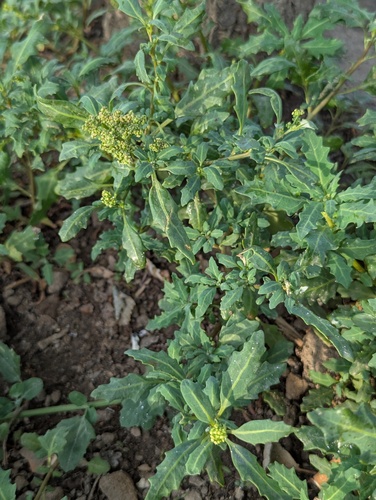 oak-leaved goosefoot