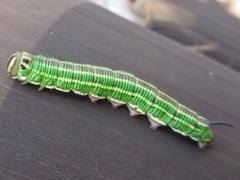 Sphinx morio arestus