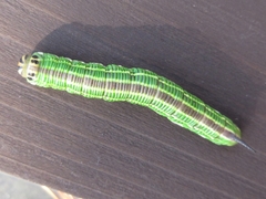 Sphinx morio arestus