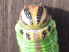 Sphinx morio arestus