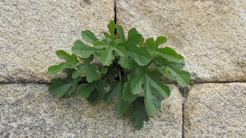 Ficus carica