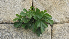 Echte Feige (Ficus carica): Herkunft und Verwendung — Foto 3