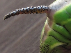 Sphinx morio arestus