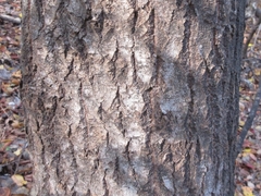 Populus tomentiglandulosa