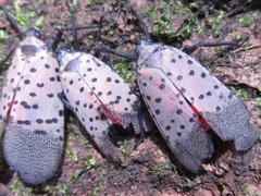 Lycorma delicatula