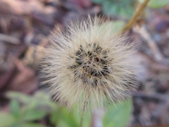 Hieracium umbellatum