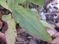 Hieracium umbellatum