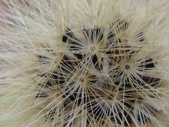 Hieracium umbellatum