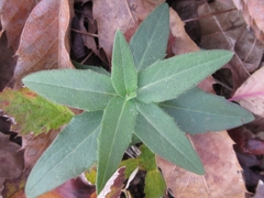 Hieracium umbellatum