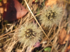 Hieracium umbellatum