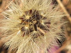 Hieracium umbellatum