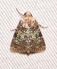 Hemibryomima chryselectra