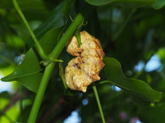 Ischyja