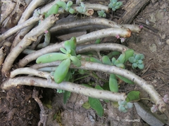 Sedum corynephyllum