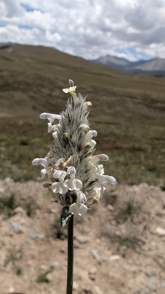 Nepeta podostachys; photograph (c) Joan Simon, some rights reserved (CC BY)