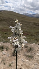 Nepeta podostachys