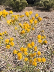 Hymenothrix wislizeni