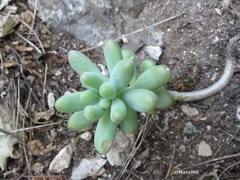Sedum corynephyllum