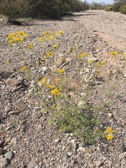 Hymenothrix wislizeni