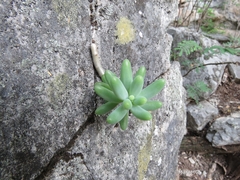 Sedum corynephyllum
