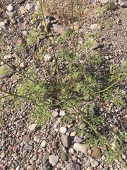 Hymenothrix wislizeni