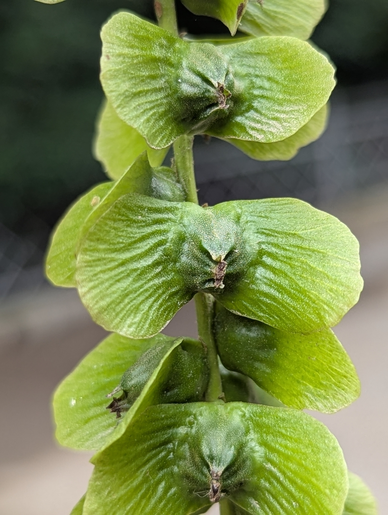 Pterocarya