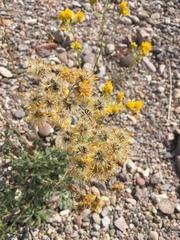 Hymenothrix wislizeni