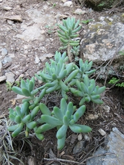 Sedum corynephyllum