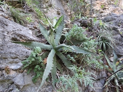 Agave xylonacantha