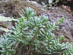 Sedum corynephyllum