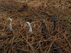 Hypomyces cervinigenus