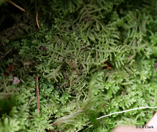 Lepidozia australis