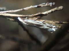 Erechthias chasmatias