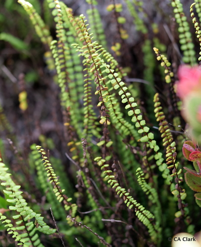 Asplenium trichomanes ssp. densum