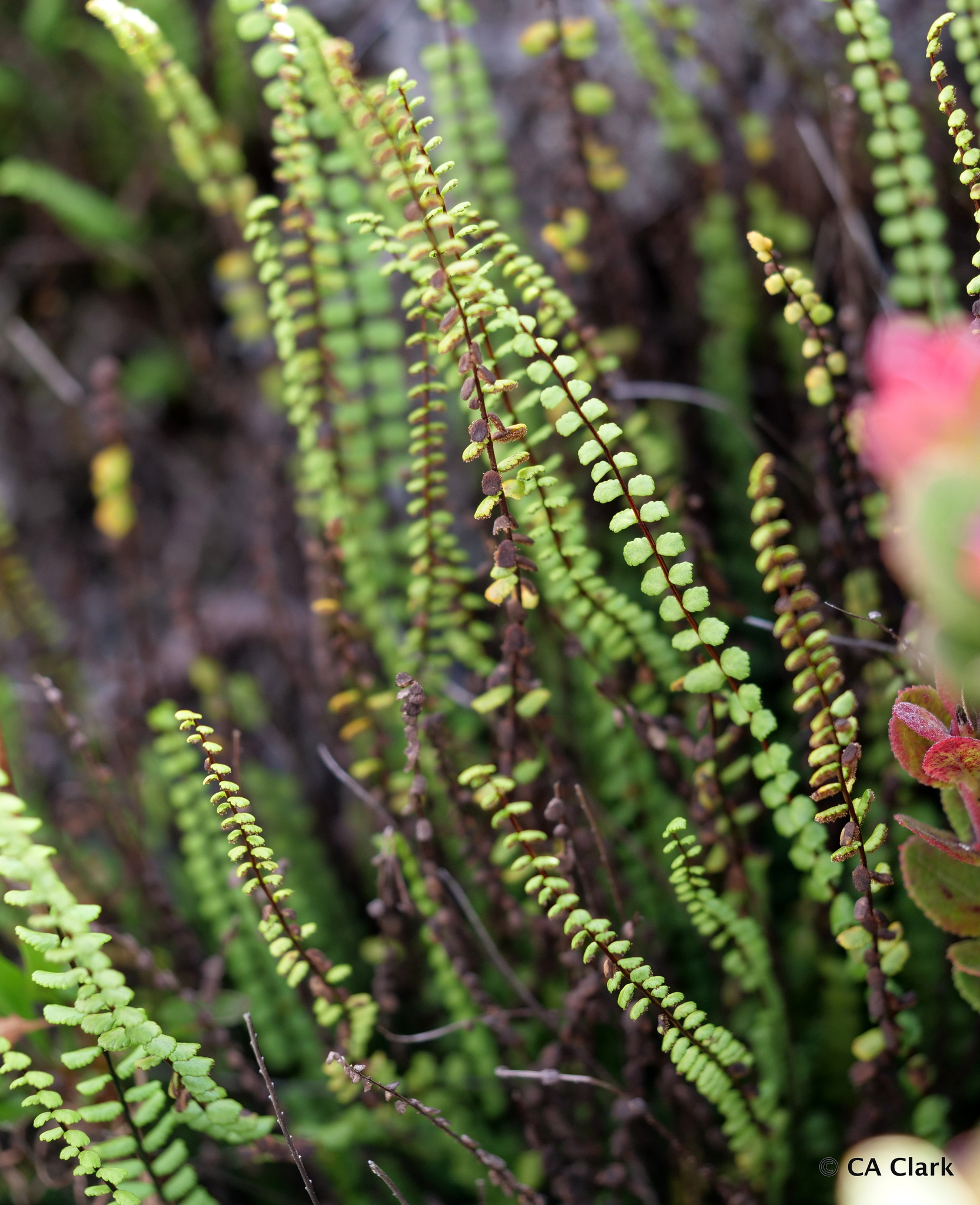 Asplenium trichomanes ssp. densum