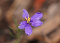 Cheiranthera linearis