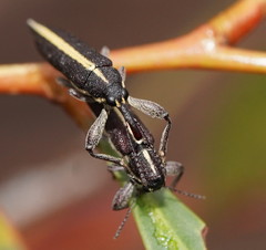 Rhinotia suturalis