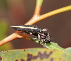 Rhinotia suturalis