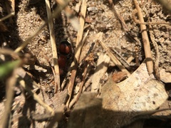 Pseudomethoca simillima