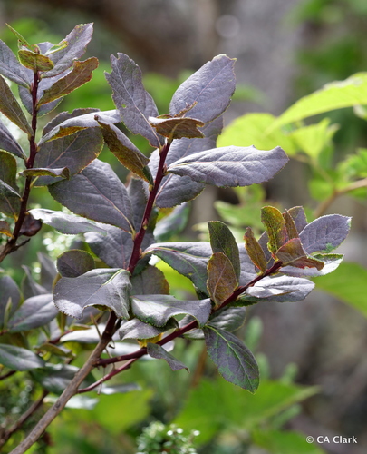 Vaccinium dentatum